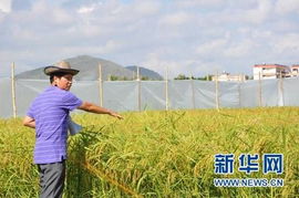 小種子里有大學(xué)問 中種公司以科技助力現(xiàn)代農(nóng)業(yè)發(fā)展